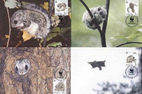 Estonia-1994 WWF European Flying Squirrel Maxicards