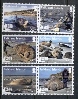 Falkland-Is-2015-ESRG-Elephant-Seal-Research-MUH