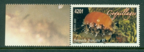 French-Polynesia-2003-Marine Life, Cowrie Shell