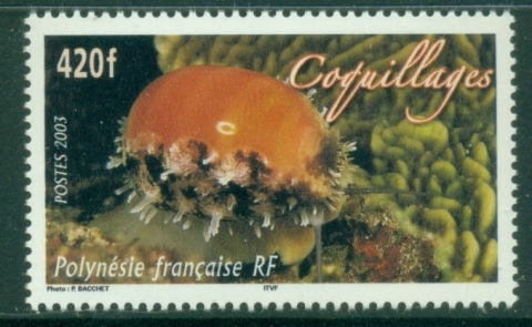 French-Polynesia-2003-Marine-Life-Cowrie-Shell