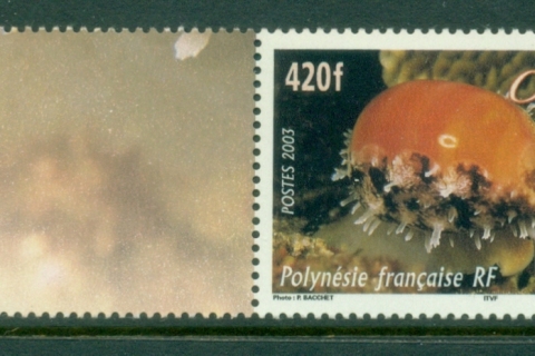 French-Polynesia-2003-Marine Life, Cowrie Shell
