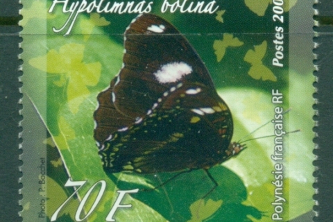 French-Polynesia-2009-Insects, Butterflies