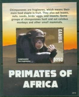 Gambia-2022-Primates-of-Africa-MS-MUH_2