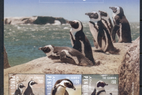 Gambia-2014-African-Penguins
