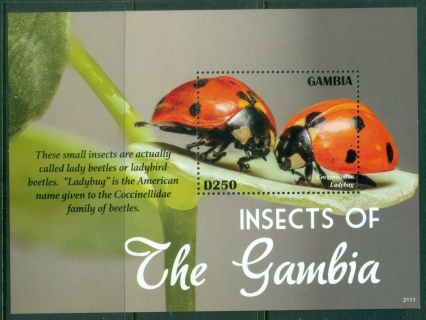 Gambia-2014-Insects-Ladybugs-MS-MUH_2