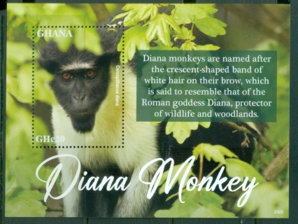 Ghana-2023-Diana-Monkey-MS-MUH
