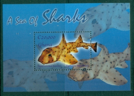 Ghana-2004-Marine-Life-Sharks-MS-MUH_2
