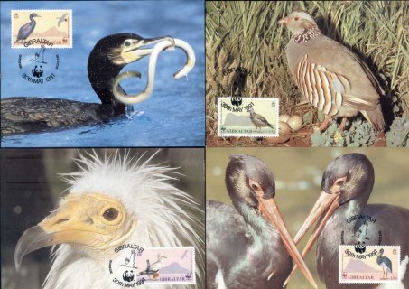 Gibraltar-1991 WWF Birds of Gibraltar Maxicards