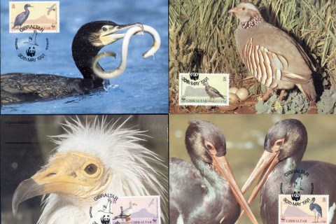 Gibraltar-1991 WWF Birds of Gibraltar Maxicards