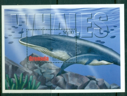 Grenada-2002-Whales-MS-MUH_1