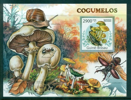 Guinea-Bissau-2011-Funghi_1