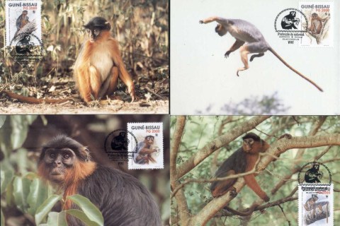 Guinea-Bissau-1992 WWF Western Red Colobus Monkey Maxicards