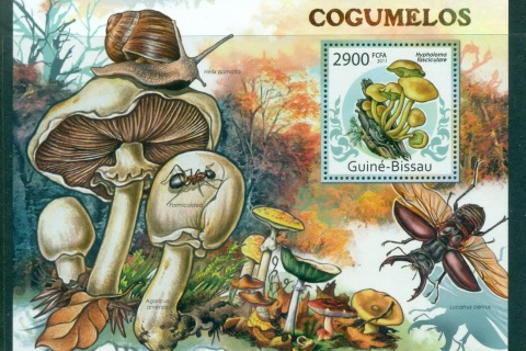Guinea-Bissau-2011-Funghi_1