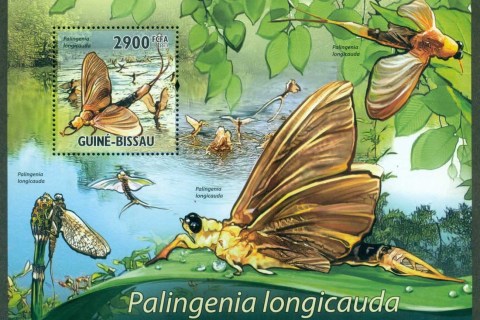 Guinea-Bissau-2011-Insects_4