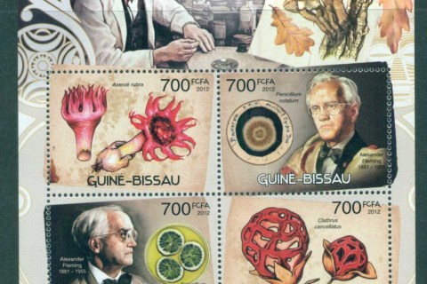 Guinea-Bissau-2012-Funghi_1