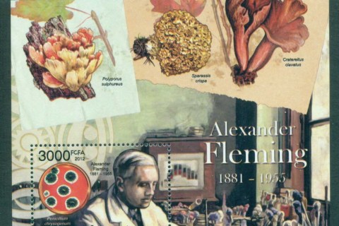 Guinea-Bissau-2012-Funghi_2