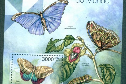 Guinea-Bissau-2012-Insects