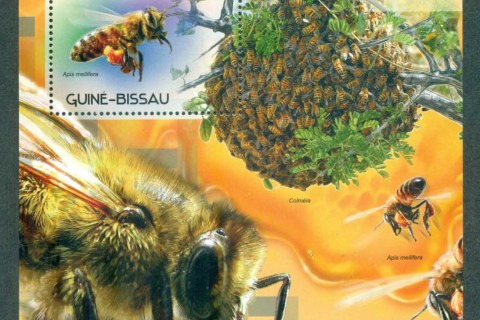 Guinea-Bissau-2012-Insects_6