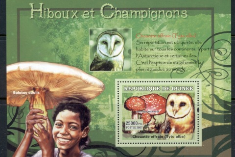 Guinee-2007-Owls_1