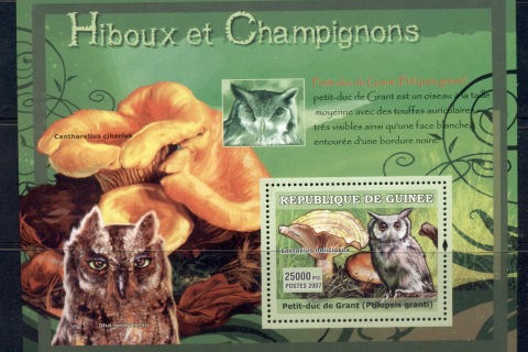 Guinee-2007-Owls_3