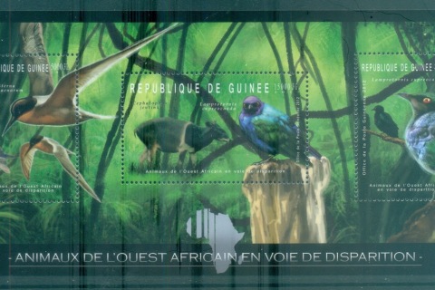 Guinee-2012-Bird