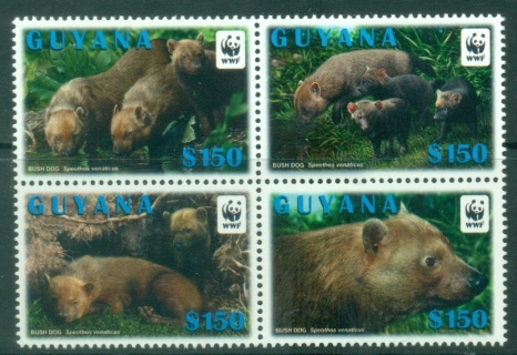 Guyana-2011-WWF-Bush-Dog-MUH