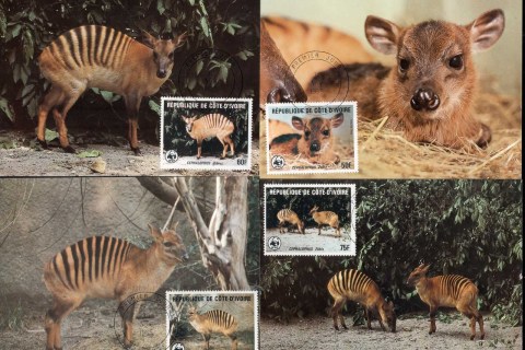 Haiti-1985 WWF Zebra Duiker 4xMaxicard