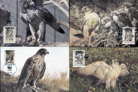 Iceland-1992 WWF Gyrfalcon, bird Maxicards