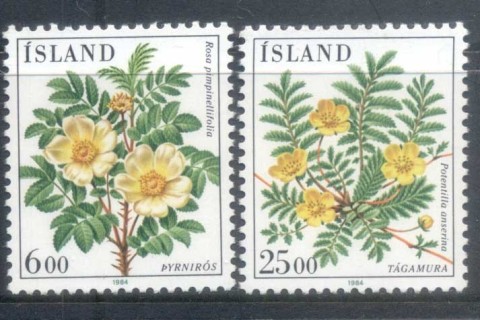 Iceland-1984-Flowers