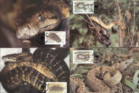 Jamaica-1984 WWF Jamaican Boa 4xMaxicard
