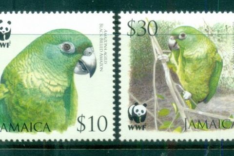 Jamaica-2006 WWF Black Billed Amazon