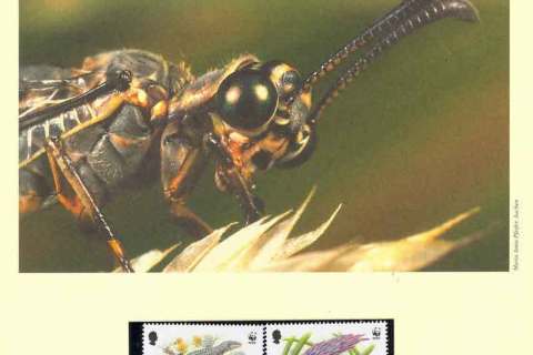 Jersey-2004 WWF Threatened Species of Jersey