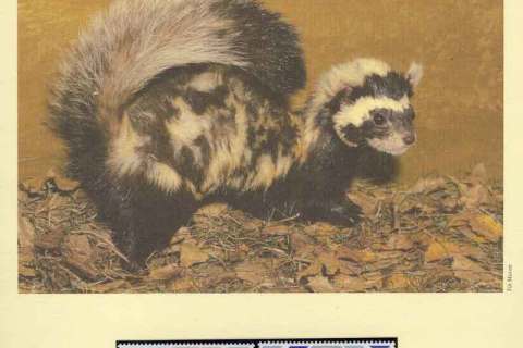 Kazakhstan-1997 WWF Marbled Polecat