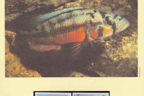Kenya-1997 WWF Lake Victoria Cichlids