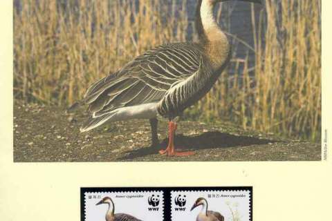 Korea-DPR-2004 WWF Swan Goose