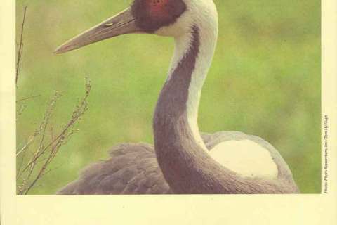 Korea-1988-WWF White-naped Crane