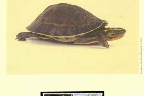 Laos-2004 WWF Malayan Box Turtle