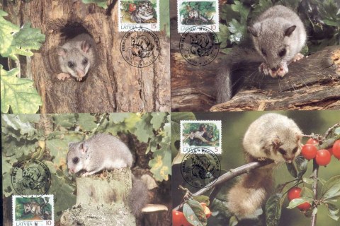 Latvia-1994 WWF Edible Dormouse Maxicards