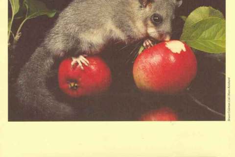 Latvia-1994 WWF Edible Dormouse