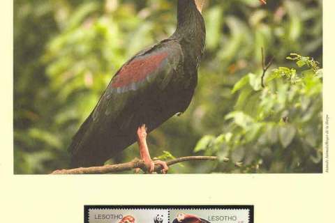 Lesotho-2004 WWF Southern Bald Ibis