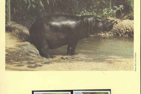 Liberia-1984 WWF Pygmy Hippo