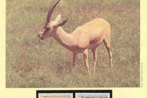 Libya-1987 WWF Slender Horned Gazelle