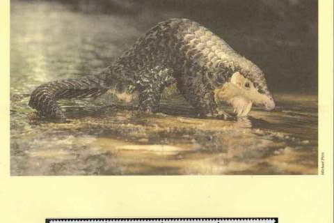 Macau 1995 WWF Chinese Pangolin
