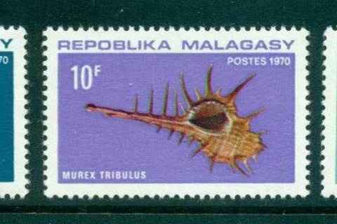 Madagascar-1970 Seashells