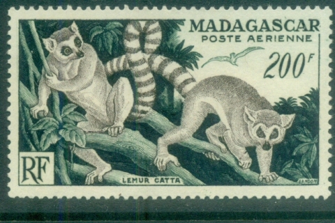 Madagascar-1954 Ring Tailed Lemur