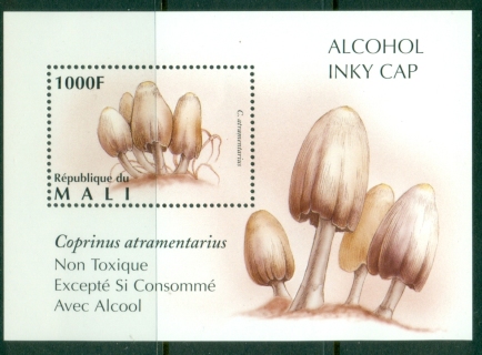Mali-1996-Fungi-Mushrooms-Coprinus-atramentarius-MS-MUH