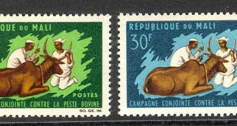 Mali-1966-Inoculation of Zebu