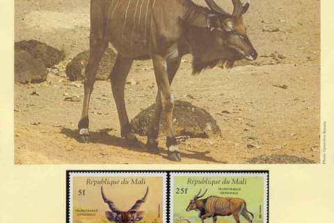 Mali-1986-WWF Western Giant Eland