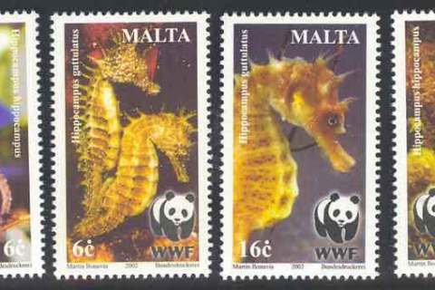 Malta-2002-WWF-Seahorse