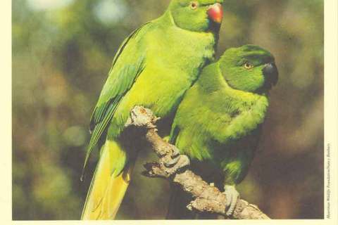 Mauritius-2003 WWF Mauritius Parakeet